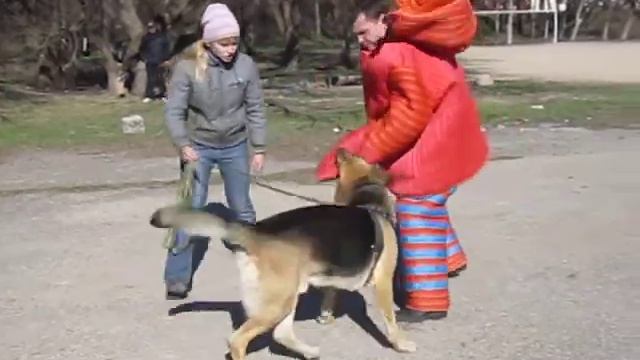кусачая собака- охраняка смотреть онлайн