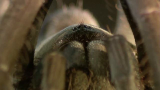 Bulldog Raspy Cricket Vs Whistling Tarantula | MONSTER BUG WARS