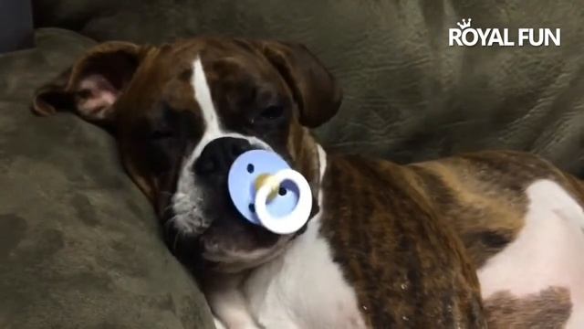 Royal Fun - Собака и соска смотреть онлайн