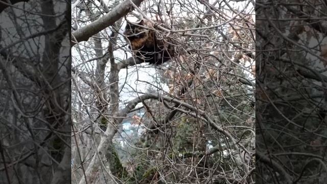 Четвероногие друзья. смотреть онлайн