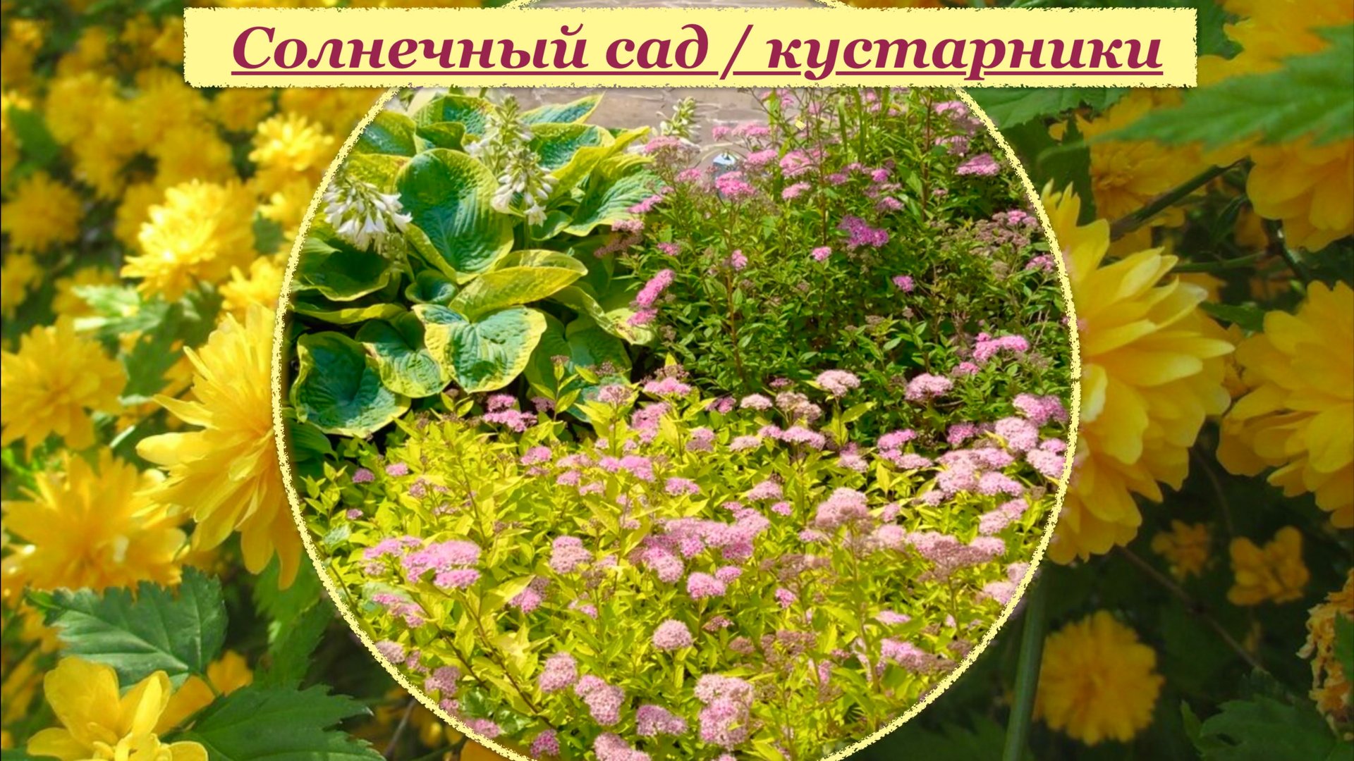 Кустарники для солнечного сада. Желтолистные и цветущие желтыми цветами. смотреть онлайн