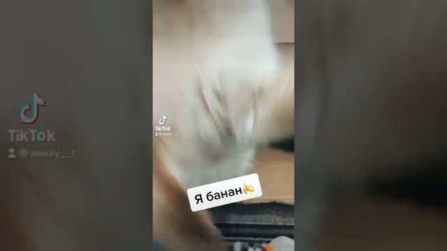 Я банан 🍌 #ябанан #тикток #кот #кошка #рек #влог #тренды2021 #рекомендации #россия #любовь #рек смотреть онлайн