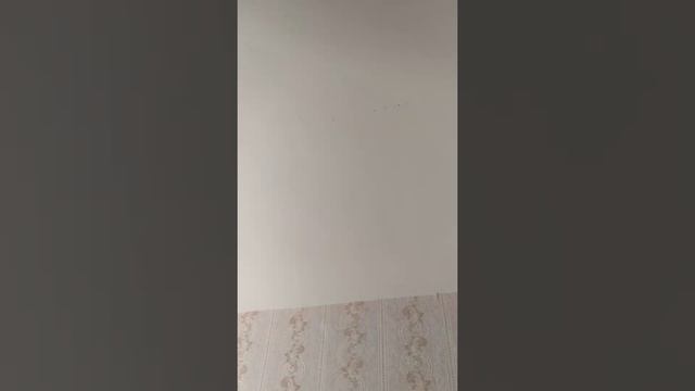 Кот электрошокер))) смотреть онлайн