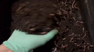 Как я Выращиваю Червя для Рыбалки и Биогумуса по Своей Технологии