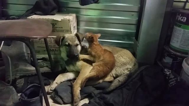 Дружба кота и собаки смотреть онлайн