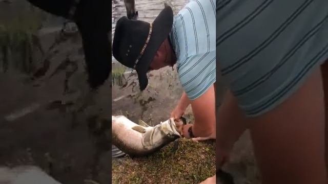 Barra fishing in Tinaroo Dam смотреть онлайн