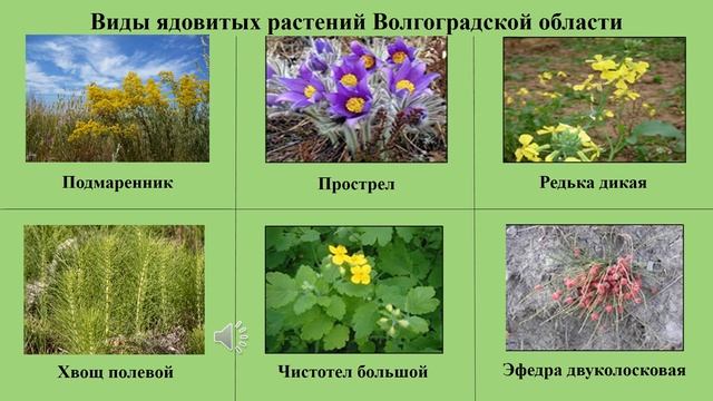 Ядовитые растения в природе Волгоградской области смотреть онлайн