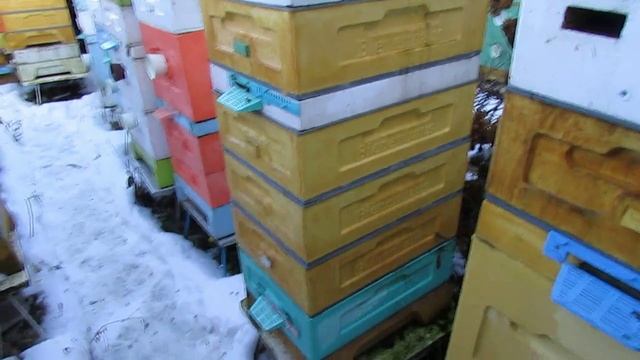 полный отказ от вощины и рамок из дерева - часть 15 - обработка от клеща 21.12.2024 смотреть онлайн