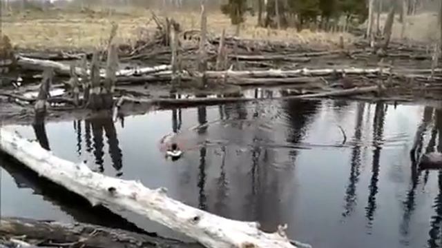 Запускаю Глиссер плотине бобра смотреть онлайн