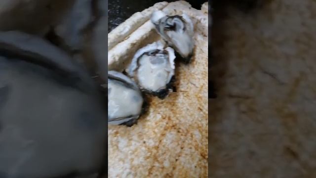 61 @湛江生蚝批发欢欢O3xvwvw7hrmzsgkk的精彩视频 смотреть онлайн