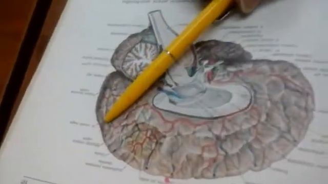 ANATOMIE 7/8 смотреть онлайн