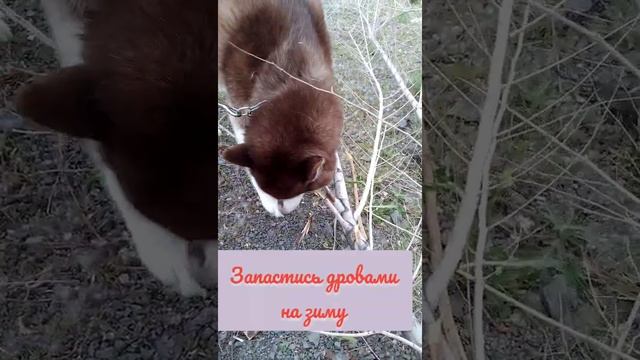 Для чего наш Хася просится на улицу в пять утра?! смотреть онлайн