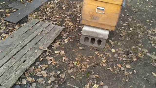 Моя ошибка на пасеке смотреть онлайн