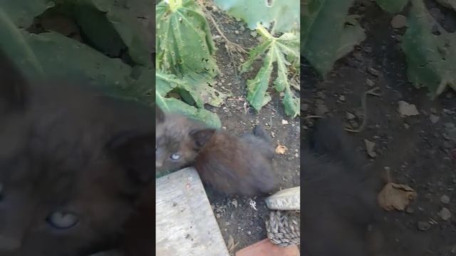 Рудик, Шипун і Сливка. Полудневий сон. смотреть онлайн