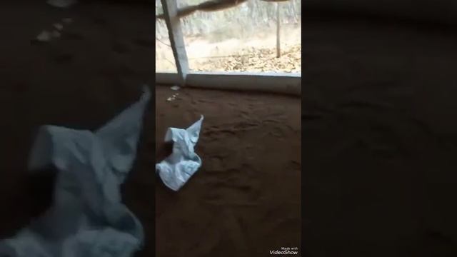 3 days ready this chicks coming 🐣🐣🐣🐣🐣🐣🐣🐤🐤🐤🐥🐥🐥🐥🐥👌✌️✌️✌️✌️✌️✌️✌️✌️✌️✌️✌️😄😄😄😄😄👷👷👷👷👷👷👷👷👷 смотреть онлайн