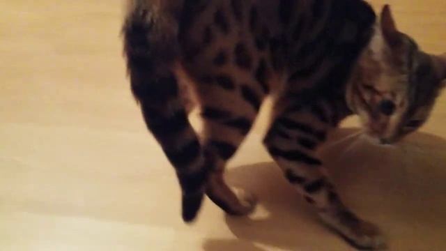 Бенгал бегал а я Убегал Котенок и Я жизнь с диким наследством Бенгал кот ПОТОМОК диких кошек Индии смотреть онлайн