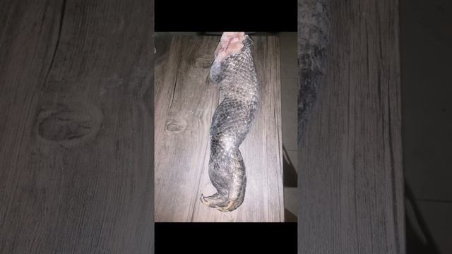 十全大补鳄鱼腿 смотреть онлайн