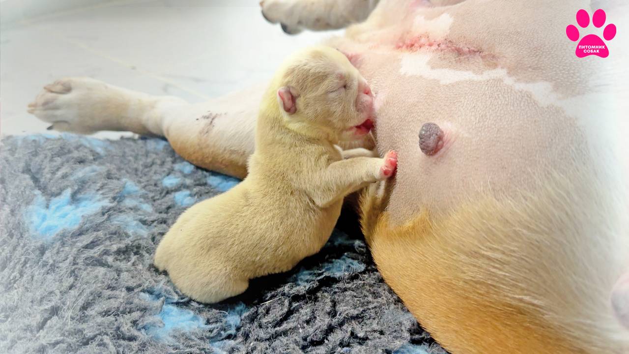 Молока нет! Это уже серьёзная проблема! Чем кормить новорожденного щенка? смотреть онлайн