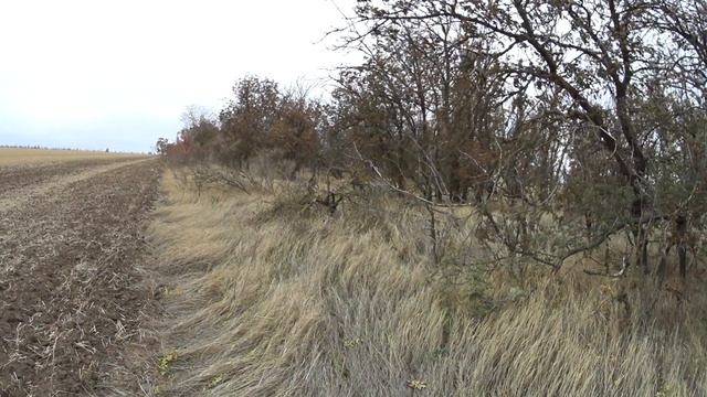 Охота на зайца открываю сезон смотреть онлайн