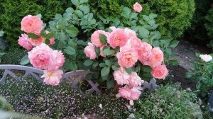 Приветы из лета🐈⬛🌹🐈#роза Крем Карамель, #роза Андре Тюрка,#роза Лав Сонг,#роза Рококо, Стефани Б