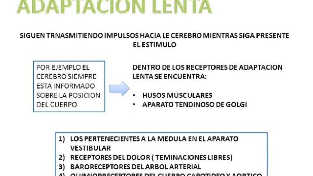 Capitulo 46 Receptores Sensitivos