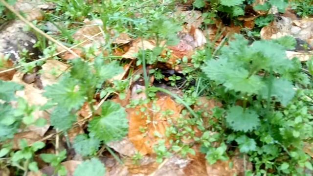 Natürliches Viagra!