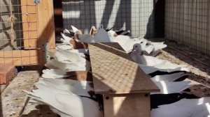 Даём допинг голубям ..mp4