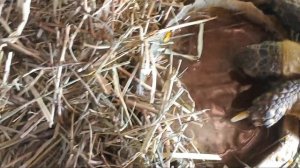 Сухопутная черепаха Броня пьет воду. #tortoise #turtles
