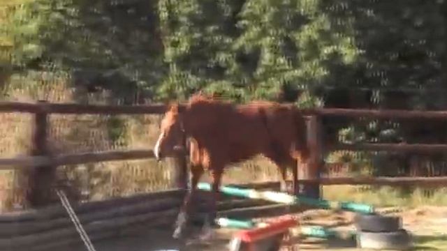 Tempo Bourgeois смотреть онлайн