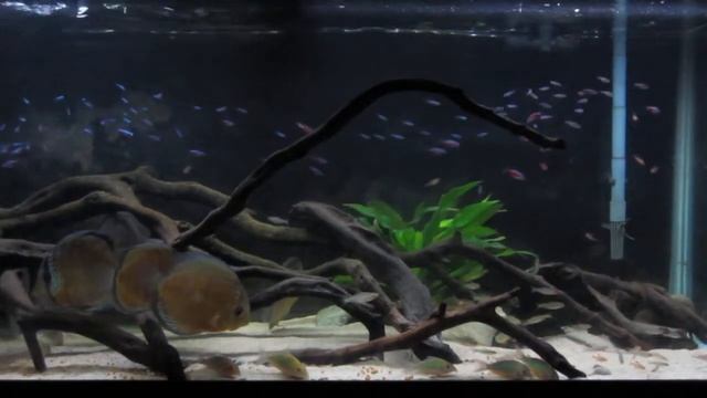 School in session: neon tetras, cardinal tetras, rummynose tetras, serpae tetras смотреть онлайн