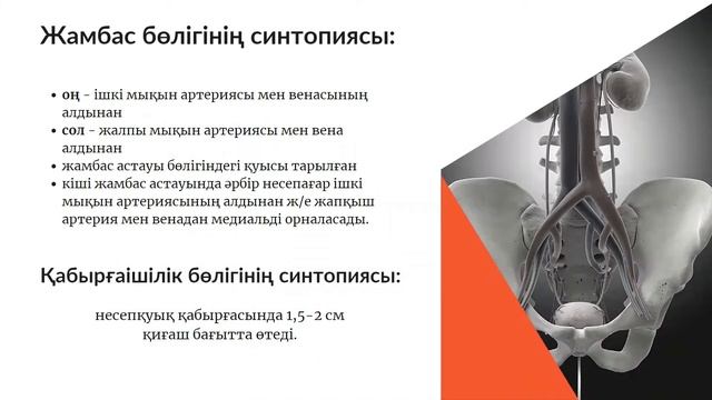 Несепағар анатомиясы / мочеточник смотреть онлайн