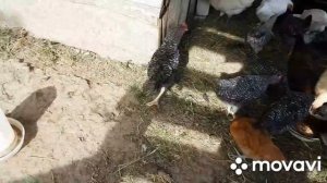 Кормлю кур Рыбой с костями.