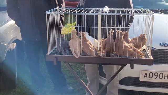 Сельские голуби 25 09 2022 г часть 2 г Кропоткин ярмарка голубей декоративных птиц. смотреть онлайн