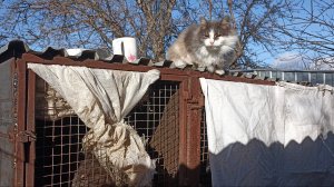 Как и чем ЛЕЧИМ НУТРИЙ. Вечернее кормление. 19.12.24