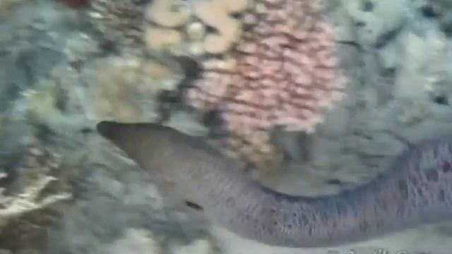 Morays from Al Nabila (Мурены) смотреть онлайн
