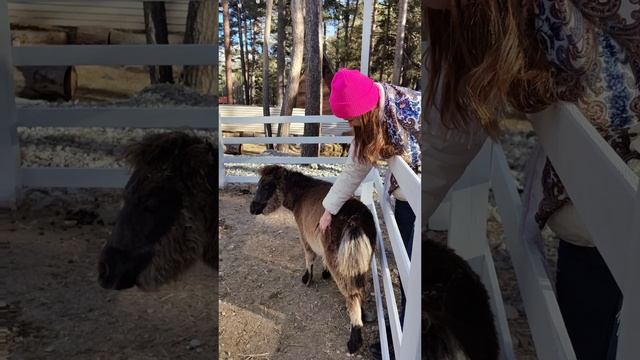 Ослики в Приэльбрусье. смотреть онлайн