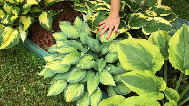 Обзор коллекции хост. Часть 2. 2019 смотреть онлайн