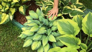 Обзор коллекции хост. Часть 2. 2019