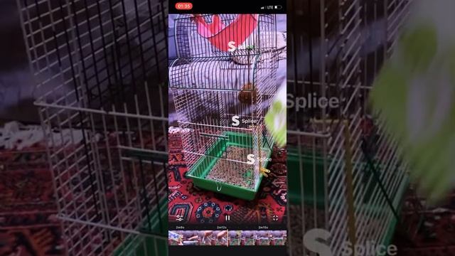 Обустраиваем новою клетку крысёнок смотреть онлайн
