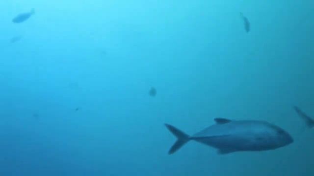 No gravity, no bubbles смотреть онлайн