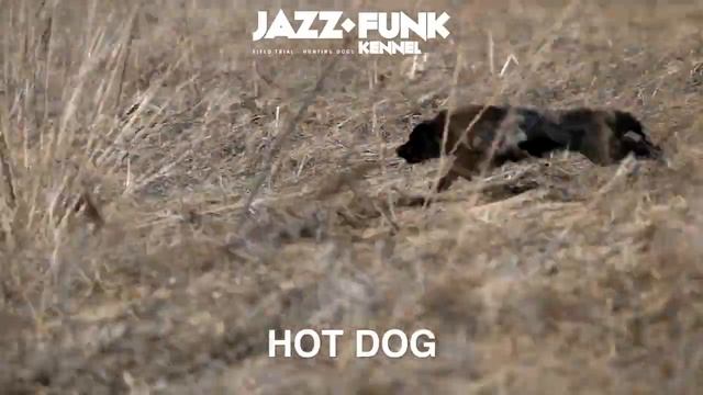 Jazz Funk HOT DOG смотреть онлайн