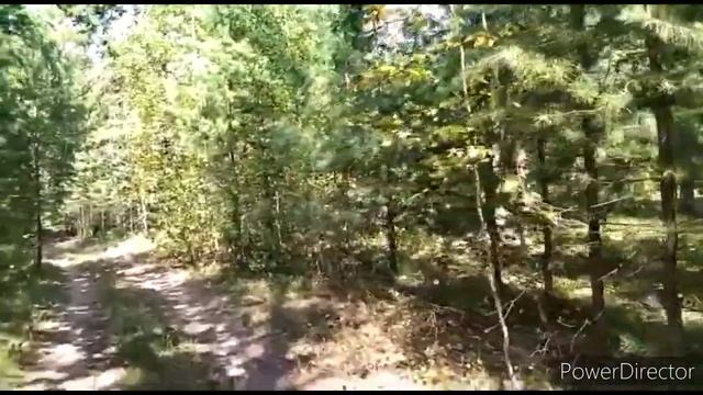 прогулка по лесу смотреть онлайн