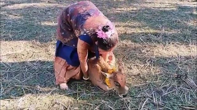 New Look Cow Riding _ Riding _ New Style Cow Riding 😀😃