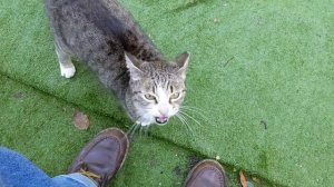 Серая кошка мяукает Мяу 😸 Funny feral cat meowing Meow 😻 Kucing lucu Gato engraçado gracioso Katze