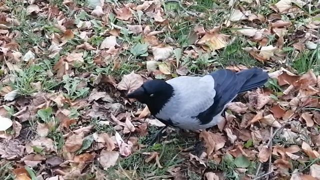 Осенняя ворона в большом городе / Hooded crow in the fall in a big city смотреть онлайн