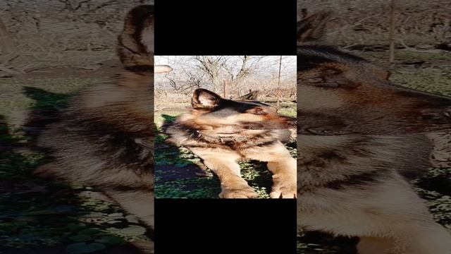 Кубанский парень. смотреть онлайн