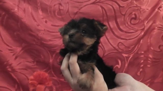 ЭЛИТНЫЕ КУКОЛЬНЫЕ ЙОРКИ НА САЙТЕ MARIYA-YORKSHIRETERR.NAROD.RU смотреть онлайн