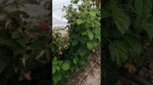 Обзор летнего сорта малины Соколица на 16.07.2024г.
