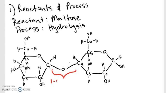 Hydrolysis of Maltose смотреть онлайн