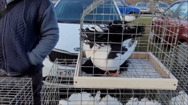 Сельские голуби. 03.12.2023 года.Ярмарка голубей, город Благодарный. смотреть онлайн